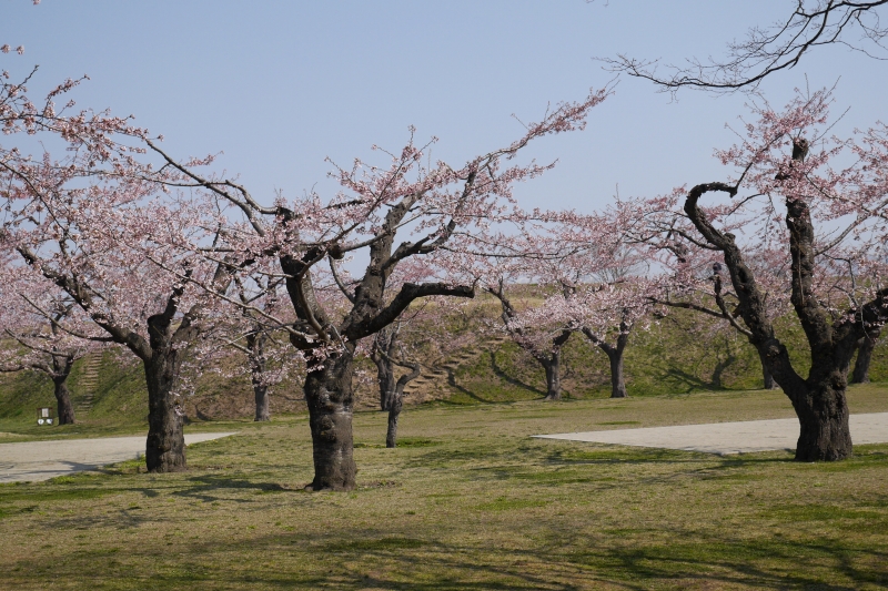 https://www.hakodate-bugyosho.jp/news-asset/2015/04/23/P1010418.jpg