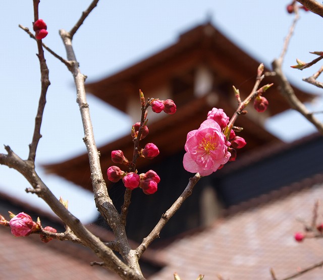 https://www.hakodate-bugyosho.jp/photo-asset/images/120502_1.jpg