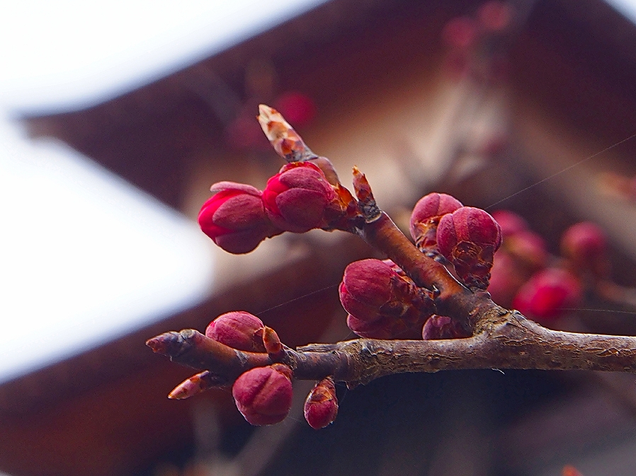 https://www.hakodate-bugyosho.jp/photo-asset/images/130426_1.jpg